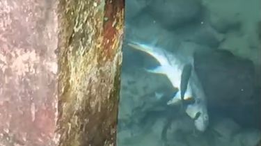 Ratusan Ikan 'Dewa' Ikon Kabupaten Kuningan Mati Mendadak