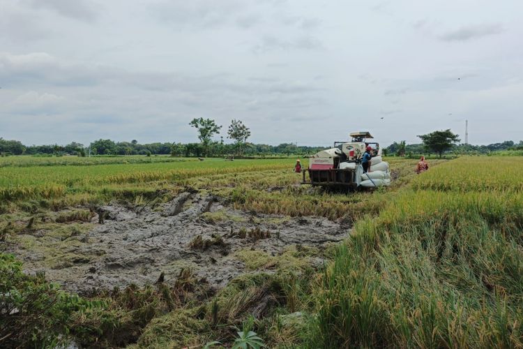 Kenapa Sawah LSD Tak Boleh Dialihfungsikan Jadi Perumahan?