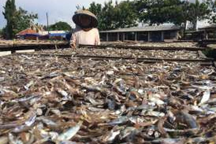 Salah seorang buruh menata ikan asin di Desa Asemdoyong, Taman, Pemalang, Jawa Tengah. Kemarau basah di Indonesia membuat produksi ikan asin menurun hingga 50 persen.