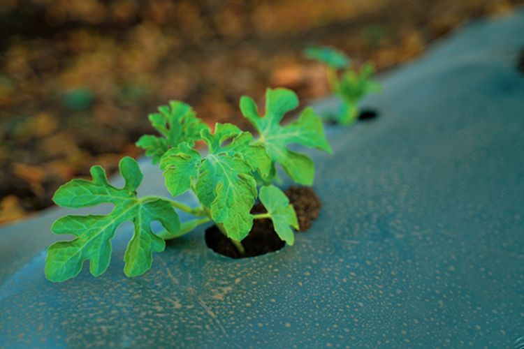 Ilustrasi bibit tanaman semangka