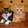 Berapa Lama Kucing Peliharaan Bisa Hidup?