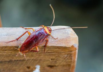 10 Hal Ini Dapat Mengundang Kecoak Masuk ke Rumah, Singkirkan!