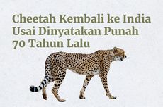 INFOGRAFIK: Cheetah Kembali ke India Usai Dinyatakan Punah 70 Tahun Lalu