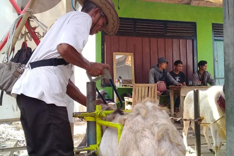 Ahmad Seiko Minarjo (60) merapikan tanduk kambing yang akan dijadikan hewan kurban di Pasar Hewan Desa/Kecamatan Karangpucung, Kabupaten Cilacap, Jawa Tengah, baru baru ini.