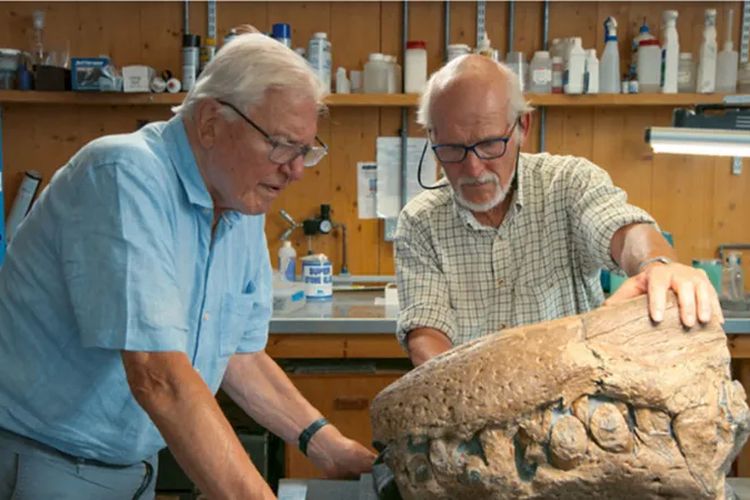 Steve Etches menunjukkan rahang pliosaurus kepada Sir David Attenborough.