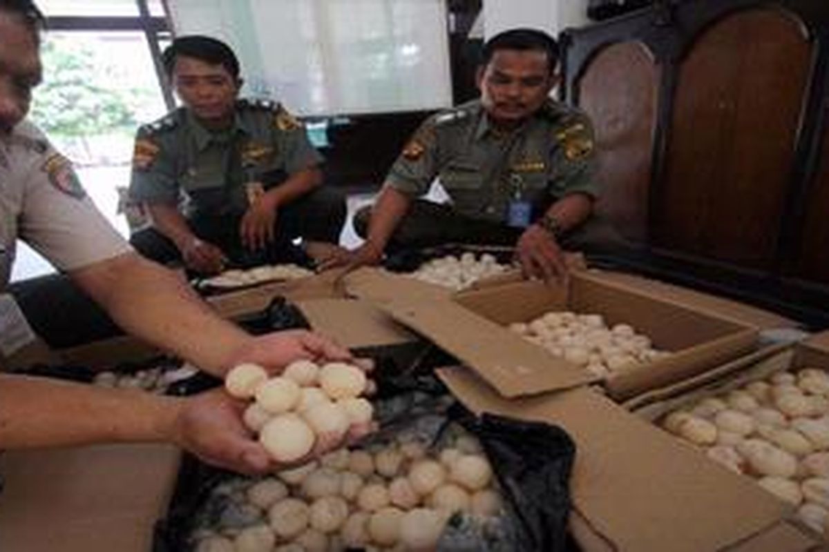 Petugas Balai Konservasi Sumber Daya Alam Kalimantan Barat menunjukkan ribuan telur penyu yang berhasil diamankan di Jagoi Babang, kawasan perbatasan Indonesia dan Malaysia di Kabupaten Bengkayang, Senin (6/8/2012). Sekitar 3.900 telur penyu dari Kepulauan Riau itu hendak diselundupkan ke Negara Bagian Sarawak, Malaysia.  