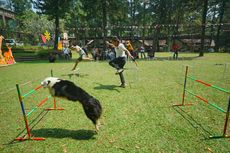 HUT Ke-78 RI, Royal Safari Garden di Bogor Gelar Lomba Unik Balap Lari Bareng Anjing dan Kakaktua 