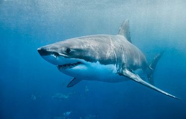 ikan paling berbahaya di dunia