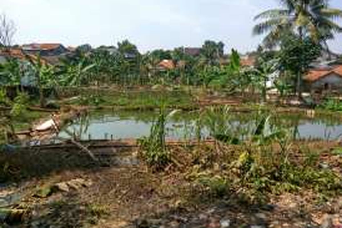 Salah satu empang milik Dinas Kelautan, Perikanan, dan Ketahanan Pangan (KPKP) DKI Jakarta yang akan dibuat jadi embung sebagai penampung banjir di Pondok Labu, Cilandak, Jakarta Selatan.