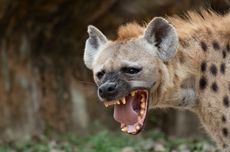 Kenapa Hyena Suka Tertawa?