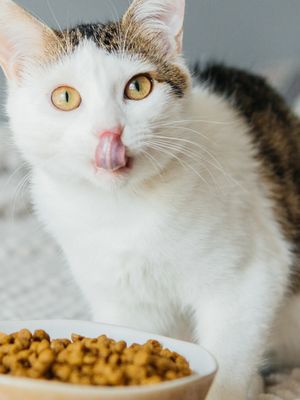 Ilustrasi makanan kucing, kucing sedang makan. 