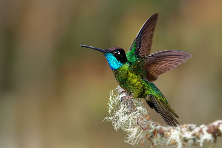 Ilustrasi burung kolibri.