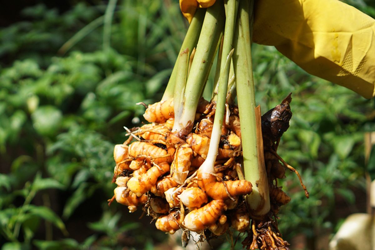 Ilustrasi panen kunyit