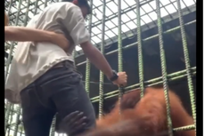 Iseng Buat Konten Tendang Orangutan, Pengunjung Ini Panik Saat Kakinya Ditarik 