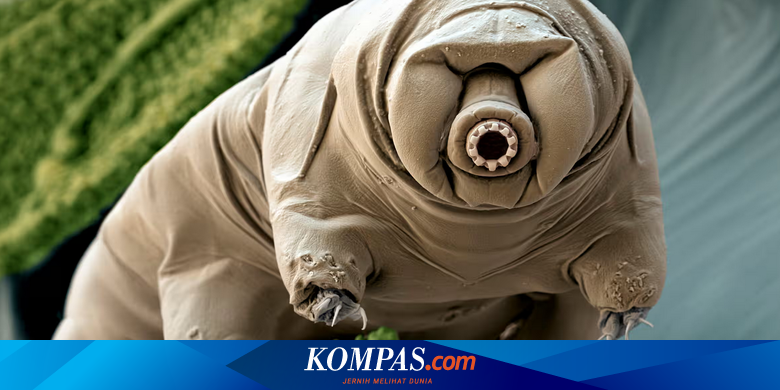 クマムシタンパク質はヒトの老化を遅らせることができる