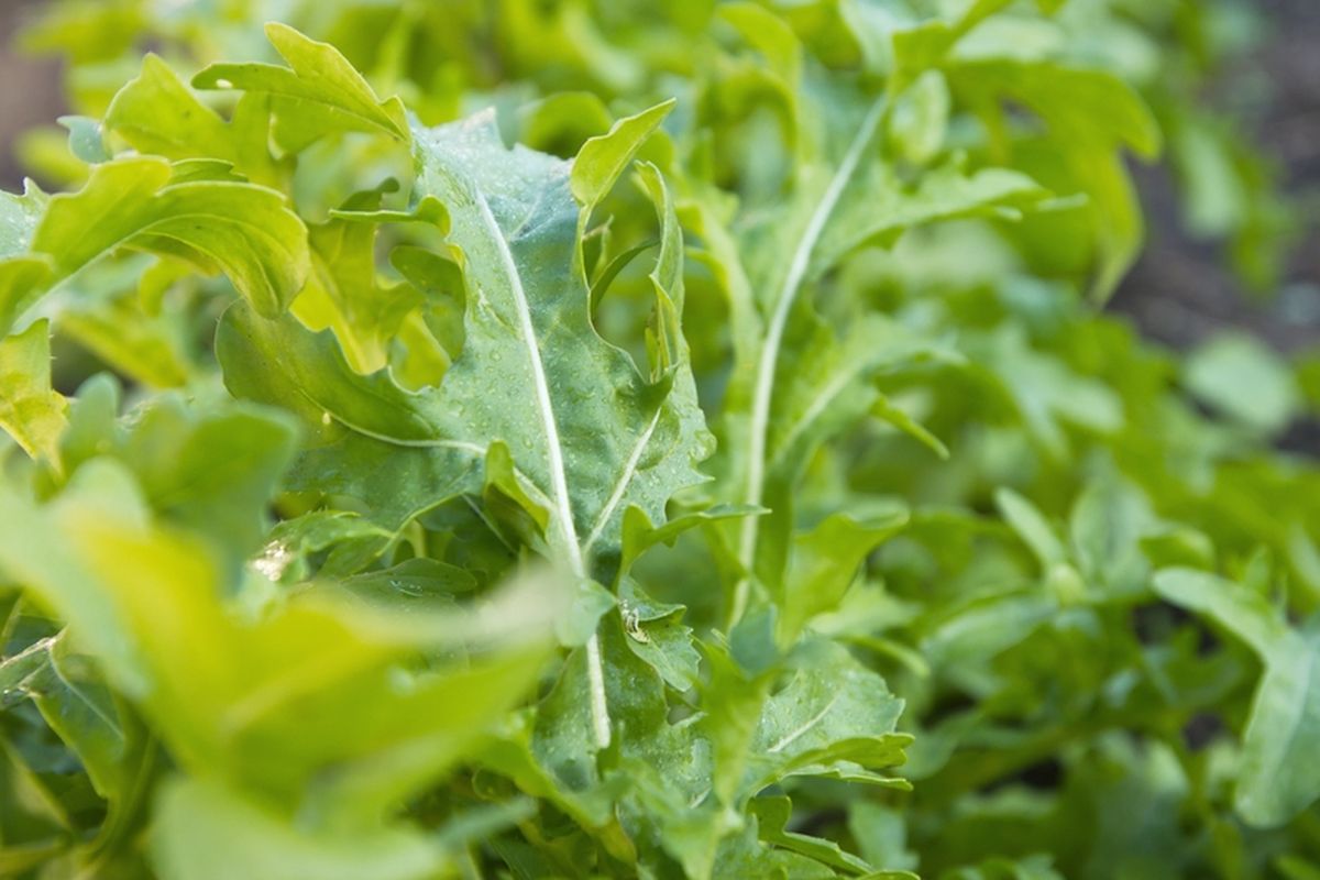 Ilustrasi tanaman sayuran Arugula.