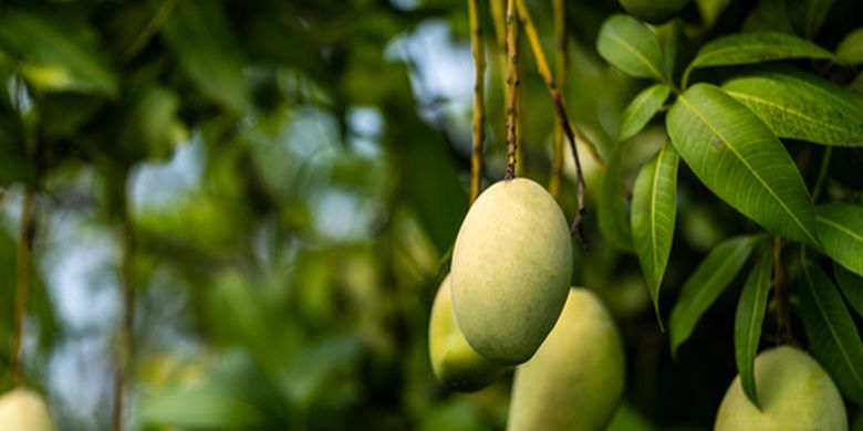 5 Tanaman yang Cepat Berbuah, Apa Saja?