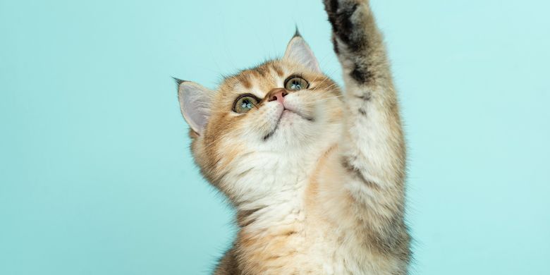Jangan Gegabah Ini Bahayanya Memotong Cakar Kucing Halaman All Kompas Com