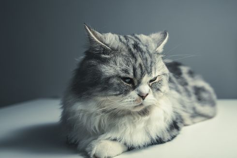 Hati-hati, Ini 5 Penyakit Mata yang Bisa Menyerang Kucing