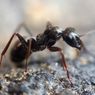 Kendalikan Hama, Semut Bisa Dipakai untuk Pestisida Alami