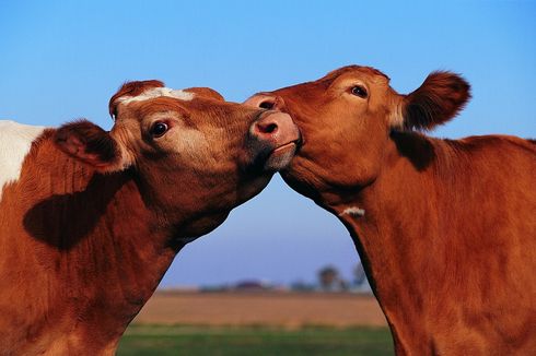 Di Inggris, Sapi-sapi Cari Jodoh Lewat Aplikasi Kencan 