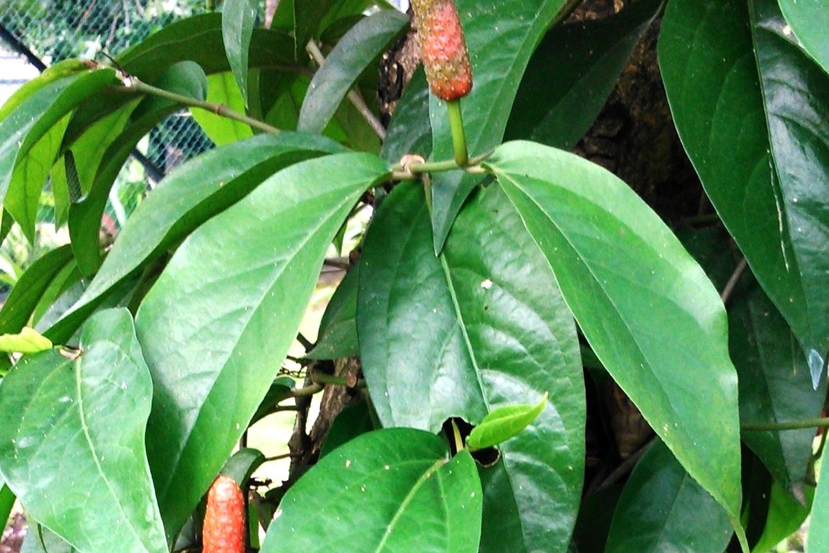 Ilustrasi cabai jawa, tanaman cabai jawa.