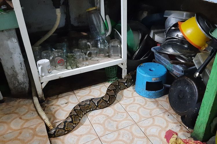 Tips agar Rumah Tak Dimasuki Ular Saat Ditinggal Mudik