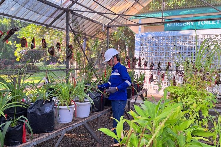 Arboretum reklamasi Himalaya Hill PT Vale Indonesia