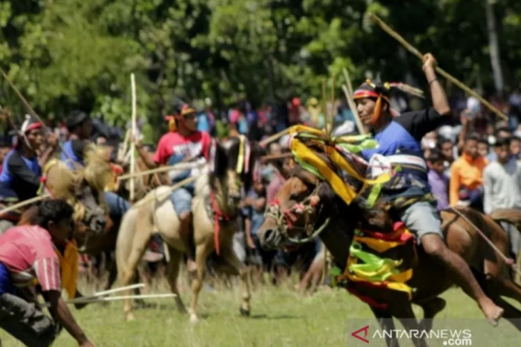Ilustrasi - Seorang peserta festival Pasola sambil memegang aipahola atau kayu pasola memacu kudanya dalam acara Festival Pasola Wanokaka, di Kecamatan Wanokaka, Kabupaten Sumba Barat, NTT, Selasa (26/2/2019).
