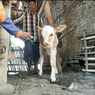 Sapi Berkaki Tiga Lahir di Lumajang, Jadi Tontonan Warga