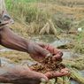 Beras Mahal, Petani di Demak 