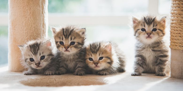 Anak kucing rentan terkena penyakit. Sebagian besar penyakit tersebut ditularkan melalui virus, infeksi, atau parasit.