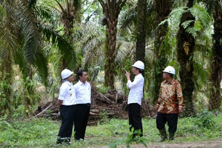 Presiden Joko Widodo bersama Menteri Pertanian (Mentan) Andi Amran Sulaiman saat mengunjungi salah satu perkebunan kelapa sawit. 