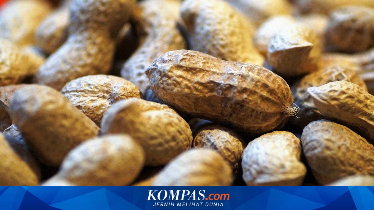 Mengapa Makan Kacang Bikin Sering Kentut?