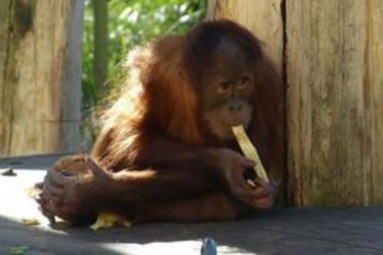 Dewi, orangutan koleksi kebun binatang Melbourne, Australia.