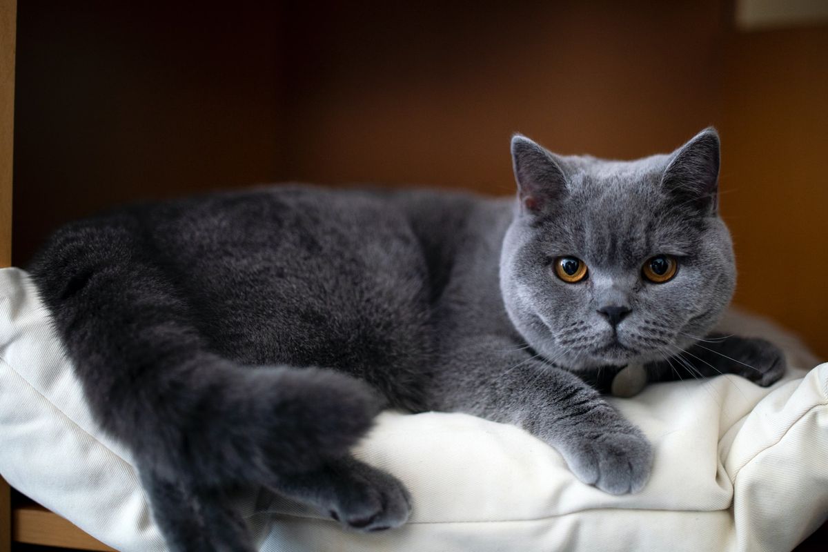 Rekomendasi Kucing
