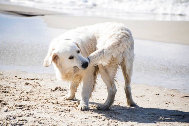6 Alasan di Balik Perilaku Anjing yang Mengejar Ekornya Sendiri