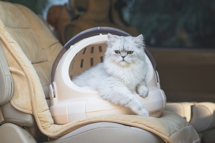 Ilustrasi kucing bepergian jauh menggunakan mobil