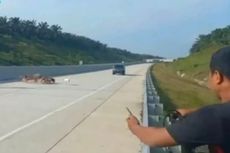 Warga Berburu Babi sampai Masuk Tol Pekanbaru-Bangkinang Riau