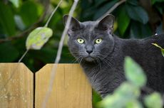 12 Fakta Menarik Kucing Korat, Dianggap Membawa Keberuntungan