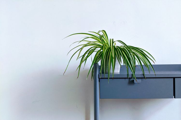 Kesalahan Fatal! Jangan Siram Bunga Peace Lily Pakai Air Keran
