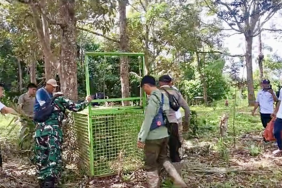 Kandang Jebak Dipasang usai Harimau Mangsa Ternak Warga di Lampung