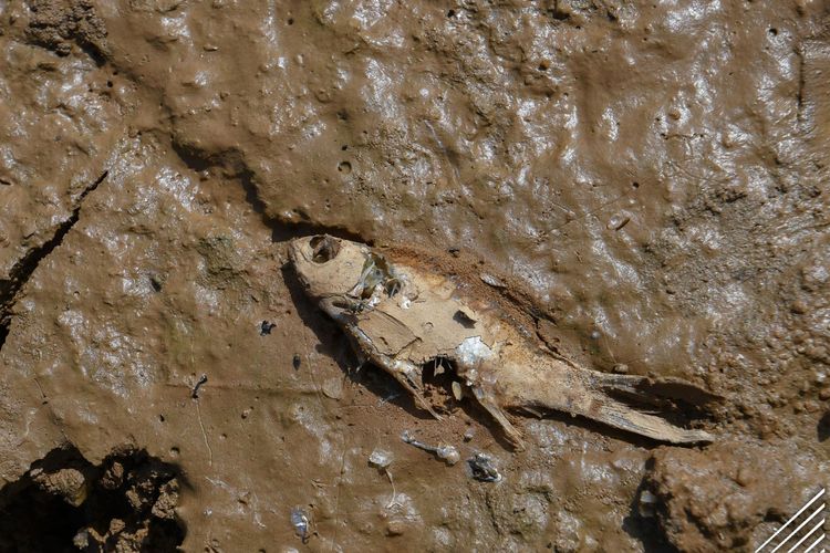 Bangkai ikan di sungai di Kuala Krai, negara bagian Kelantan,Malaysia, yang hampir kering total pada Jumat (28/4/2023).