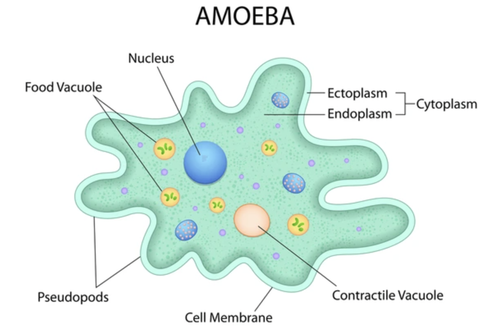 Pengertian Amoeba, Ciri-ciri, dan Klasifikasinya