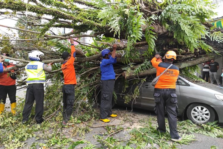 BPBD Jember saat memotong pohon yang tumbang karena angin kencang pada Rabu (17/2/2021)