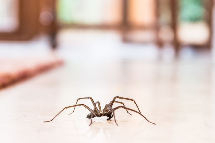 Ilustrasi laba-laba di rumah.