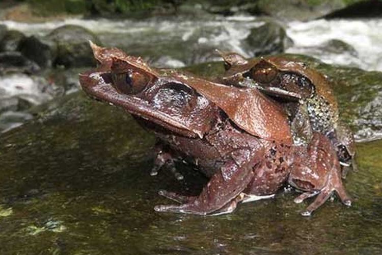 Katak tanduk kalimantan atau Megophrys Kalimantanensis, merupakan jenis berbeda dengan katak pinokio.