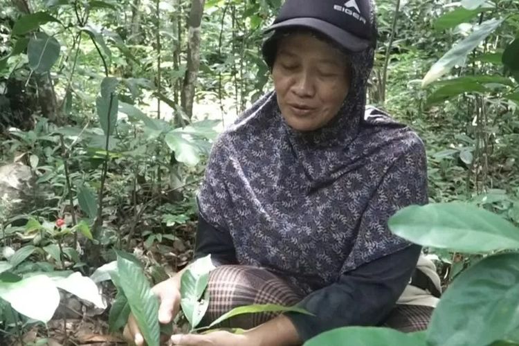 Di dalam hutan adat Wonosadi, banyak terdapat tanaman obat yang masih dipakai oleh masyarakat hingga sekarang.