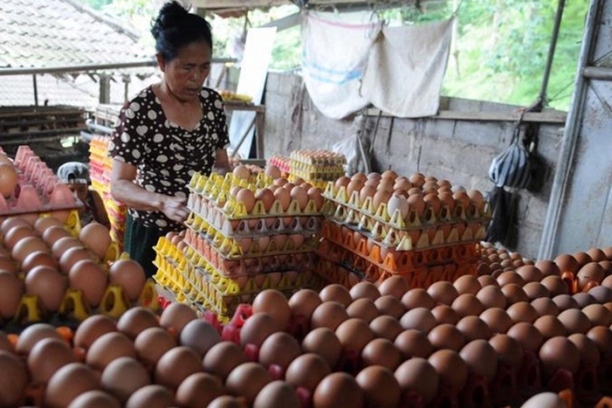 Ilustrasi: Peternak ayam, Rateb, memilah telur yang baru diambilnya dari kandang di Desa Jatiluwih, Kecamatan Penebel, Kabupaten Tabanan, Bali, Jumat (26/4/2013). Sejak seminggu terakhir harga telur tersebut naik dar Rp800 menjadi Rp950 perbutir.
