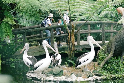 7 Tempat Wisata Keluarga di Tabanan Bali, Mampir Kebun Bunga